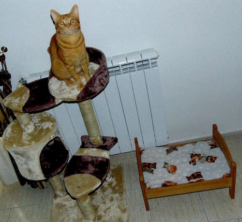 likeacatboss.JPG
