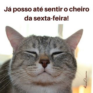 Sexta_gato.jpg