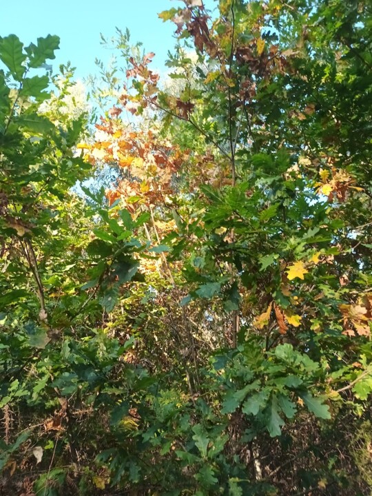 Não me canso disto pinhal5.jpg