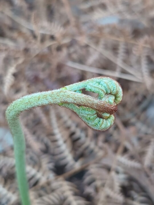 Não me canso disto inverno.jpg