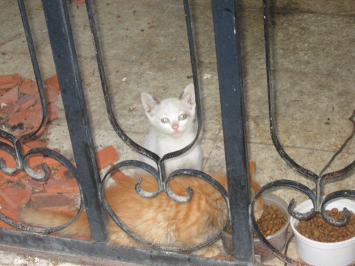 IMG_5940.JPG IMG_5940.JPG