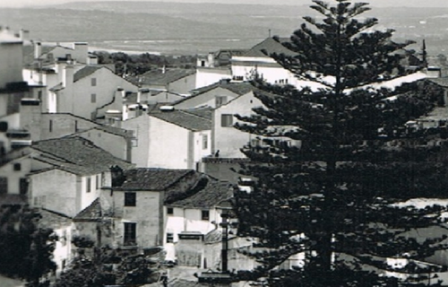 araucária zitas.png