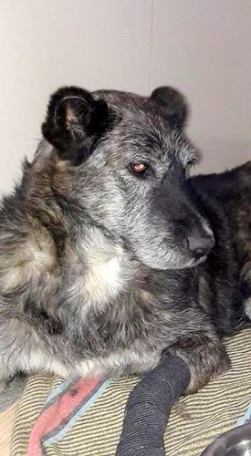 Foto Cronica 72DI FEV17 - Um cão chamado Morcego. Foto Cronica 72DI FEV17 - Um cão chamado Morcego.