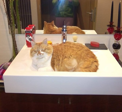 Gato_Wc.jpg