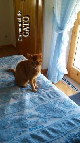 mundialcat.jpg mundialcat.jpg