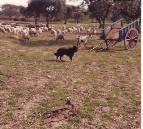 ovelhas, cabra, cão, carro.jpg