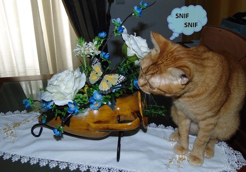 SNIFSNIF.JPG SNIFSNIF.JPG