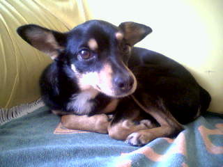A minha Milou