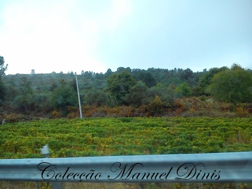 2ª Rota do Moscatel 2016 Favaios  (230).jpg