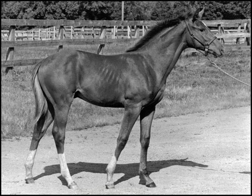 SECRETARIAT2
