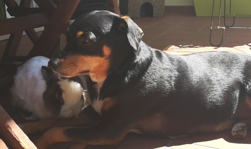 Doce acordar_maggie e fluffy.jpg Doce acordar_maggie e fluffy.jpg