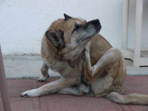 dog-scratching.jpg