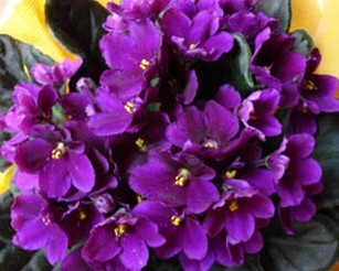 violetas