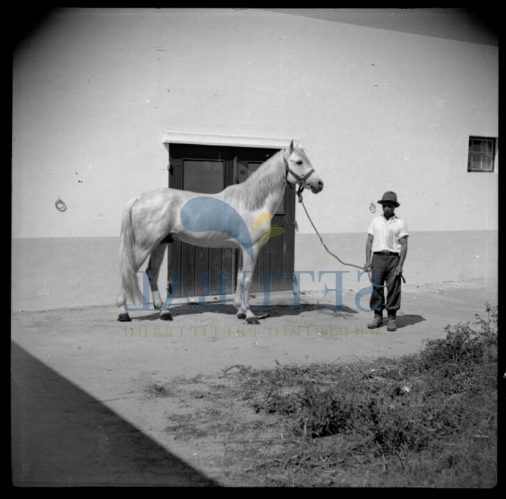 homem com cavalo branco (2).jpg