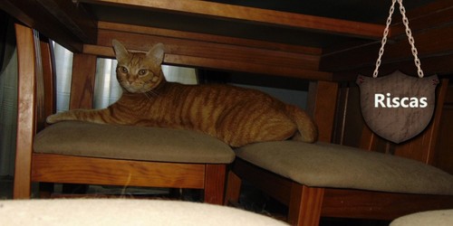 duascadeirasumgatos.jpg
