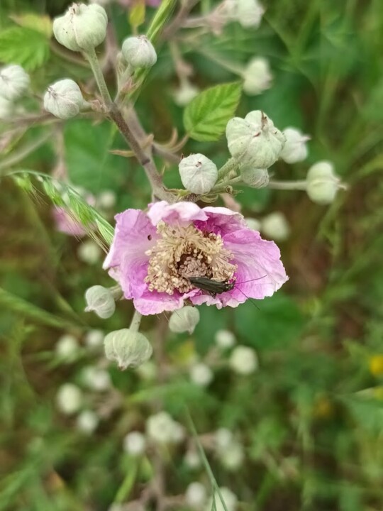 Não me canso disto_Flor3.jpg