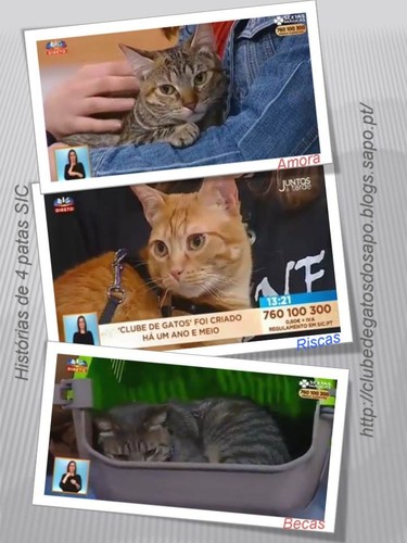 historiasde4patas.jpg