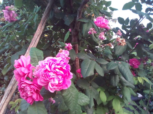 Rosas de Cheiro. Original DAPL. 2016. jpg Rosas de Cheiro. Original DAPL. 2016. jpg