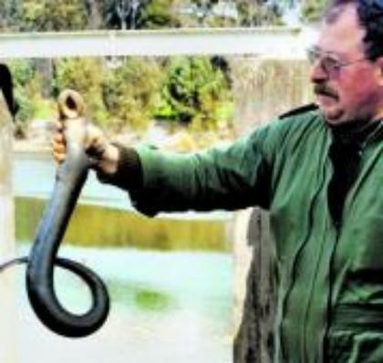 lampreia açude diário noticias - copia.jpg lampreia açude diário noticias - copia.jpg