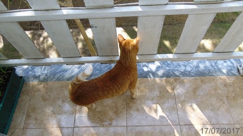 somdospassaros.JPG