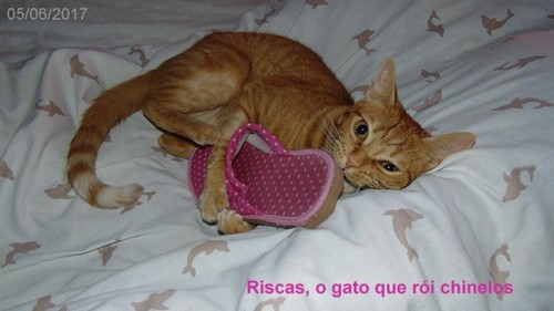 roichinelos.JPG roichinelos.JPG