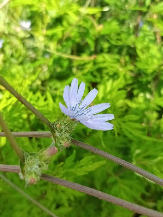 Não me canso disto flores1.jpg