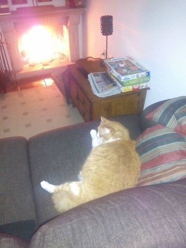Gato-lareira_2.jpg
