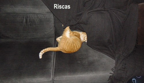 riscassofa1.JPG