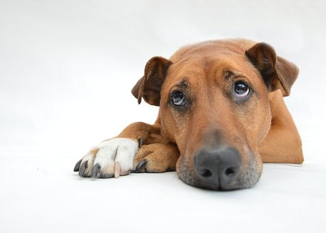 dogs-2195708__340 CÃO PIXABAY.jpg