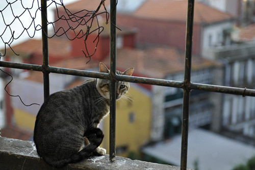 Blogue_gato_Porto2009.jpg Blogue_gato_Porto2009.jpg