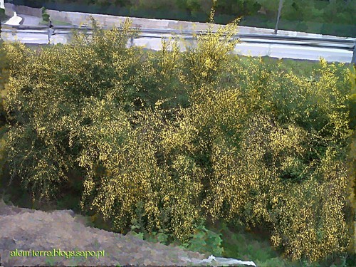 Maias - Giestas em Flor - Não vá o diabo tecê-las