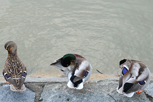 Blogue_p_X20_Afurada2014.jpg Blogue_p_X20_Afurada2014.jpg