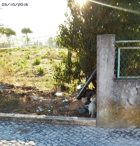 abrigoimprovisado.jpg