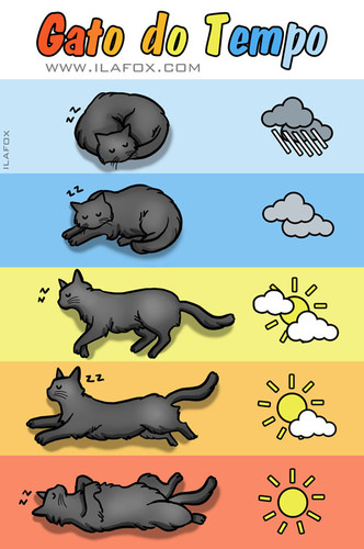 gato_tempo[1].jpg