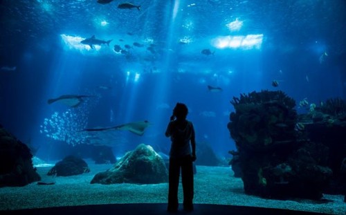 OCEANÁRIO DE LISBOA3.jpg