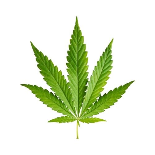 Marijuana Leaf.jpg