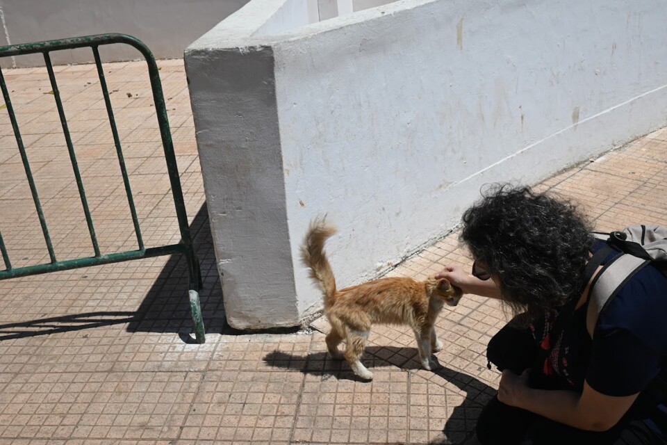 Não me canso disto gato8.JPG