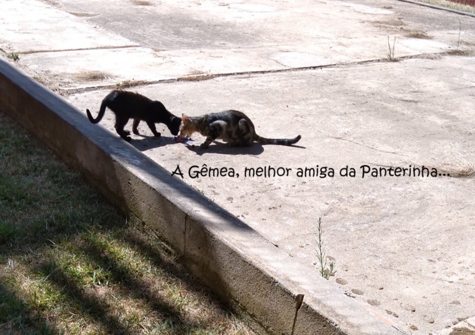 amigadapanterinha.jpg