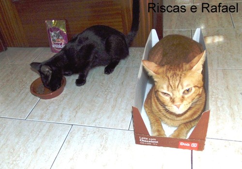 RR2cats.JPG
