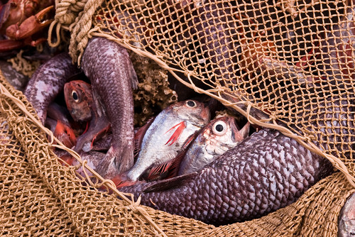 fisheries 2.jpg