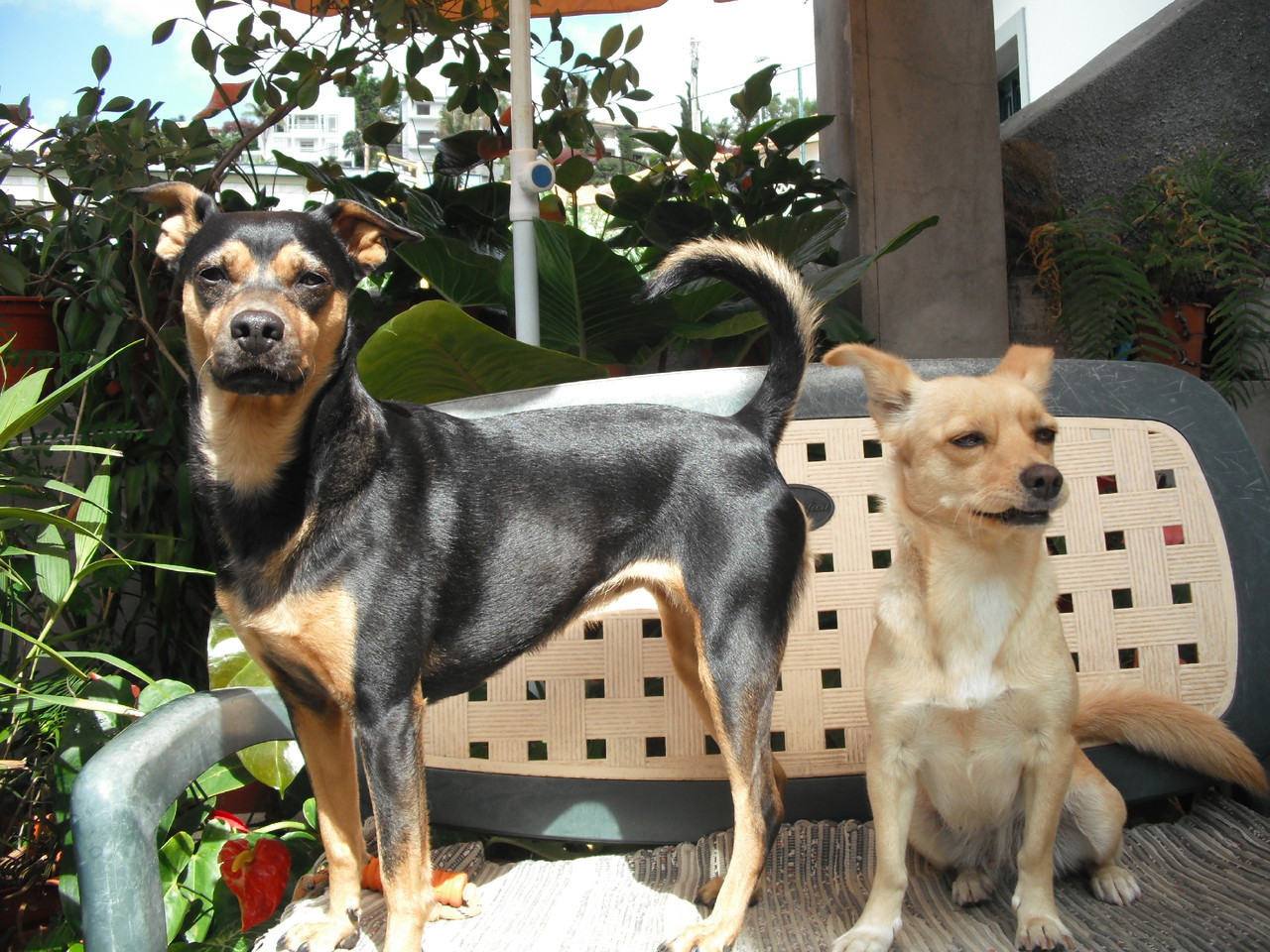cães.JPG