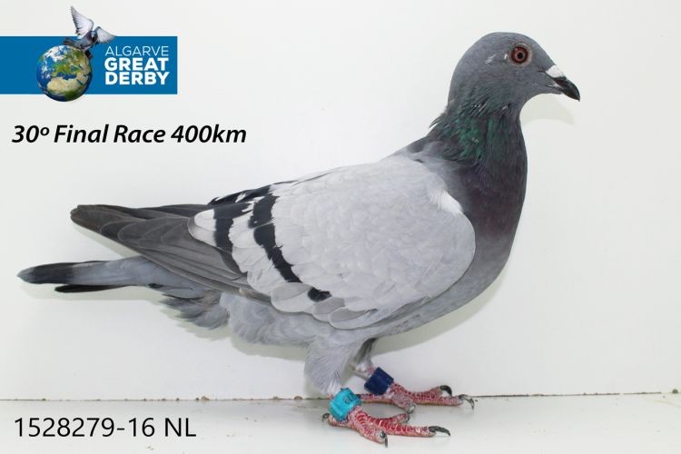 NL-1528279.jpg