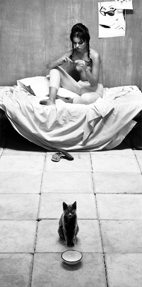 gato_sam haskins.jpg gato_sam haskins.jpg
