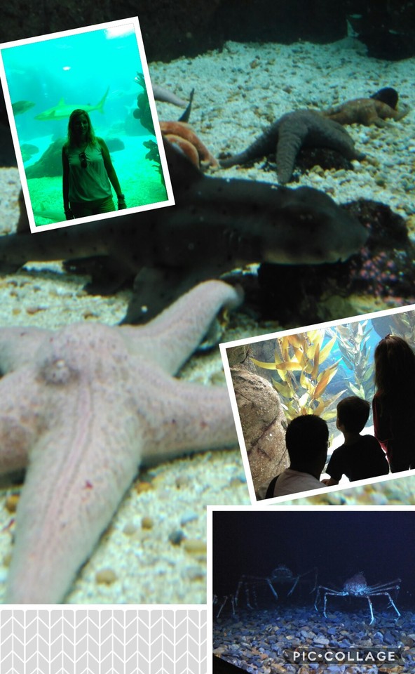 Collage 2017-08-31 23_09_03.jpg
