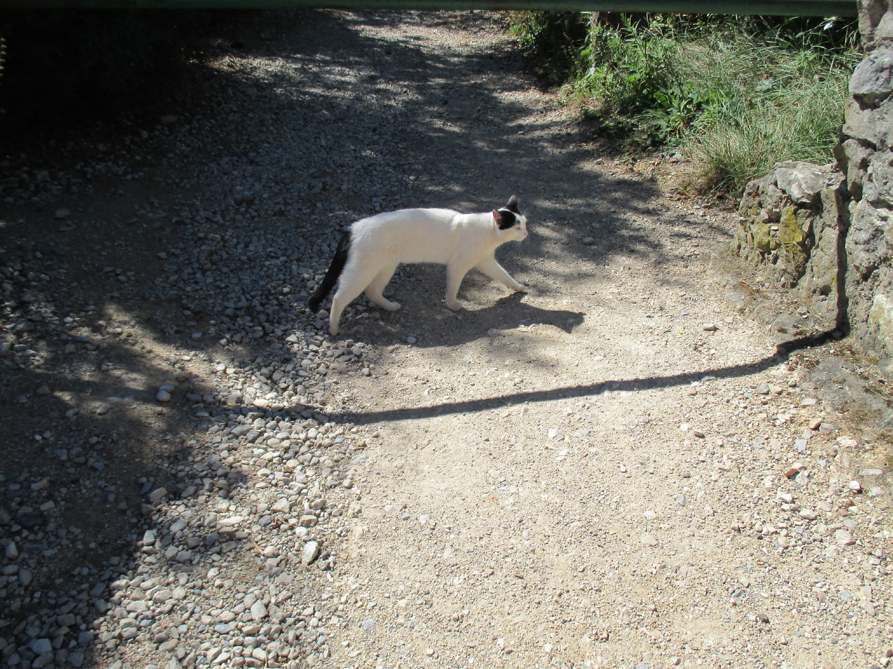 gato.JPG