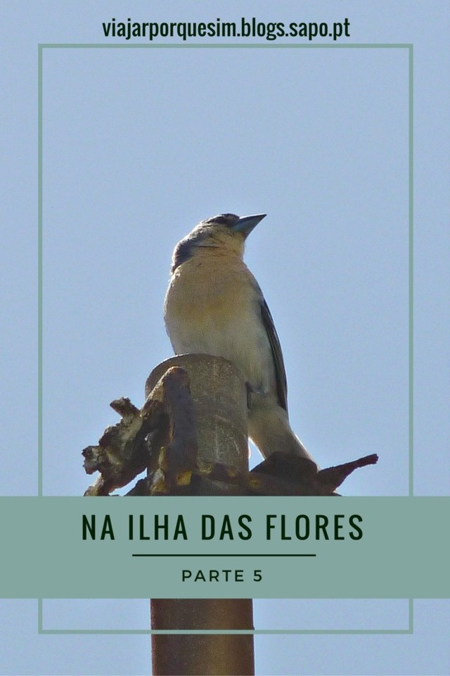 Na Ilha das Flores - parte 5.jpg