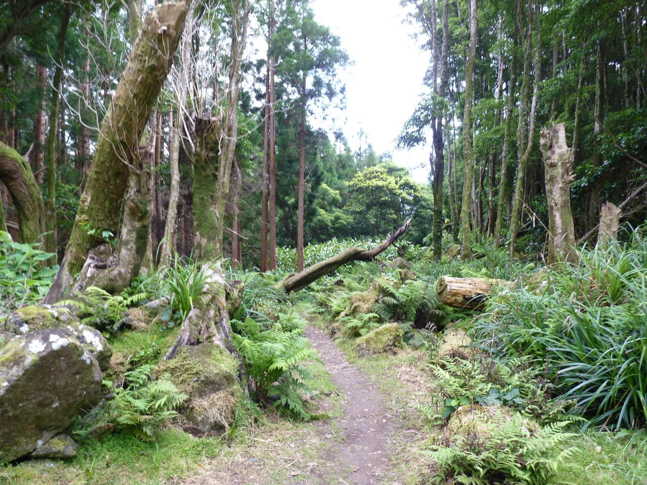 Percurso até ao Poço da Ribeira do Ferreiro - Il Percurso até ao Poço da Ribeira do Ferreiro - Il
