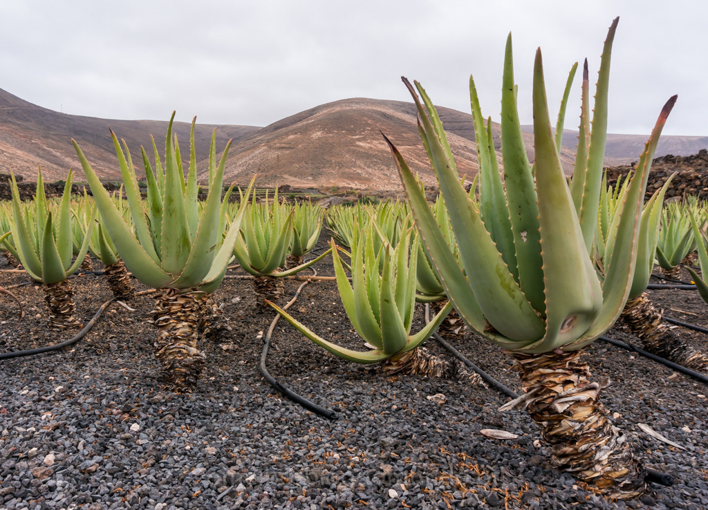 Lanzarote