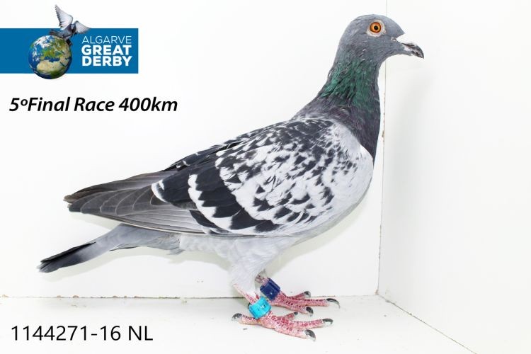 NL-1144271.jpg