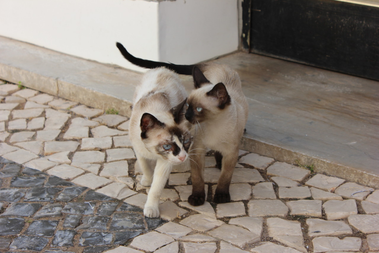 gatos.JPG